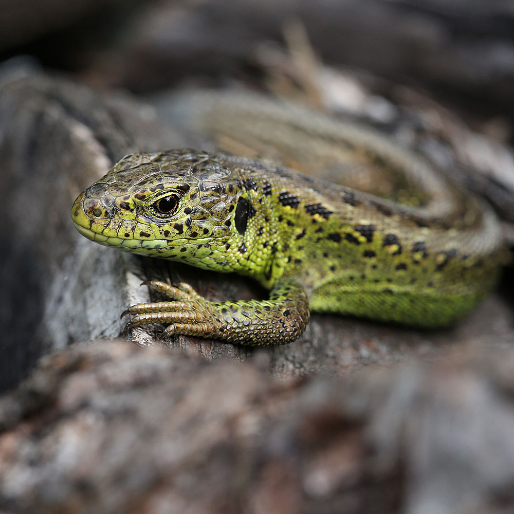 Reptilienschutz_02